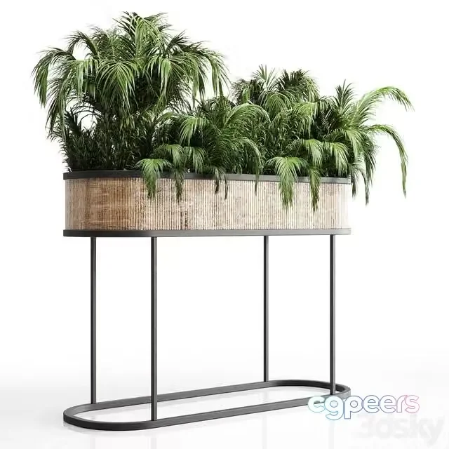 3ds Max Free – collection Indoor plant palm 40-bax wood vase