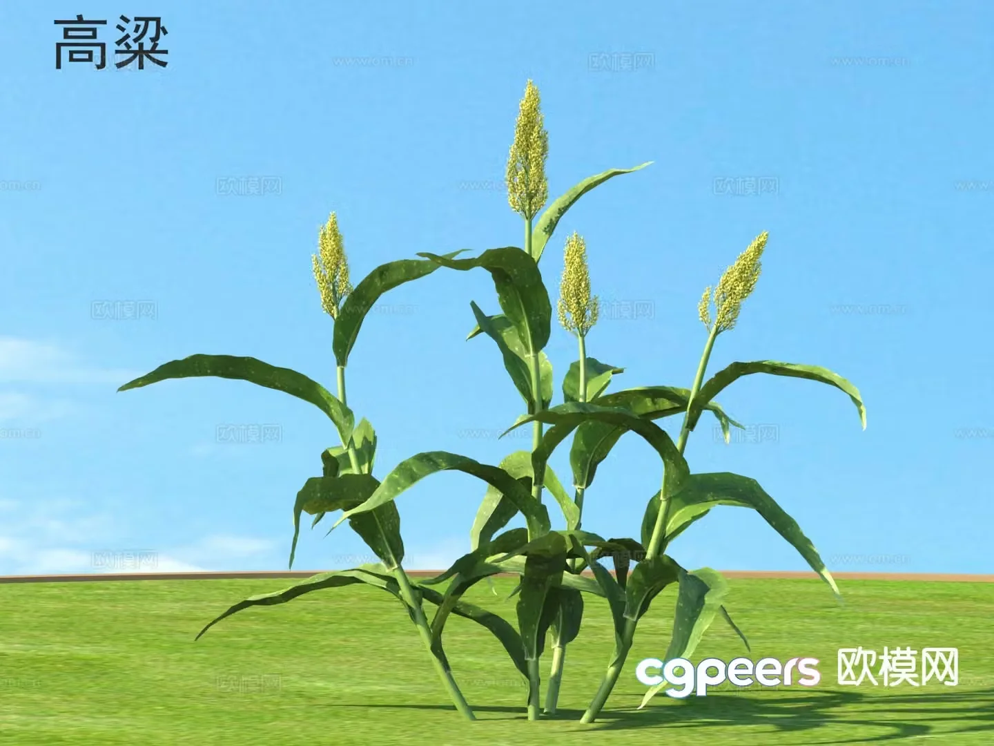 Sorghum Crops Planting Plants in Farmland 3D Model