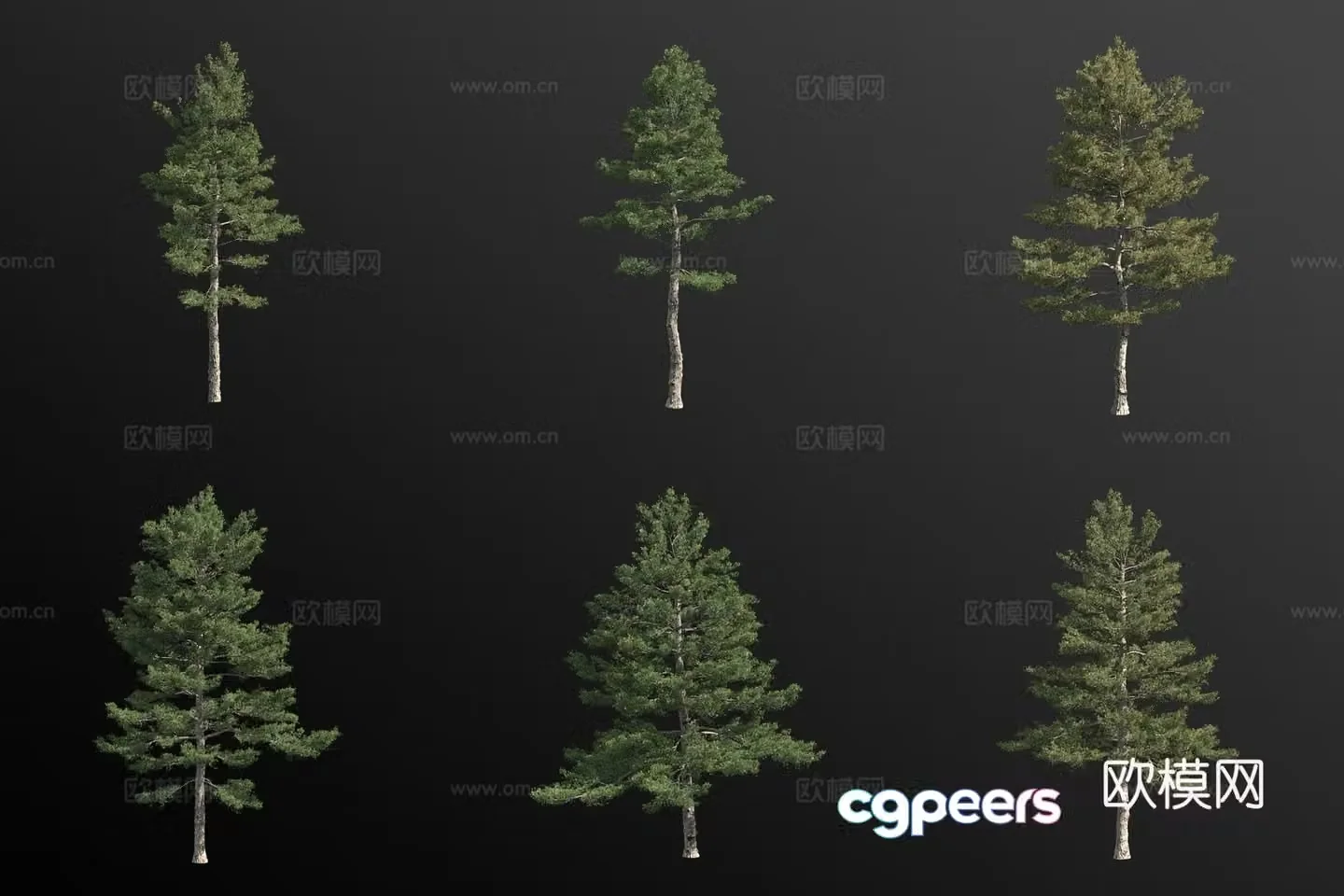 American white pine landscape tree 3d model