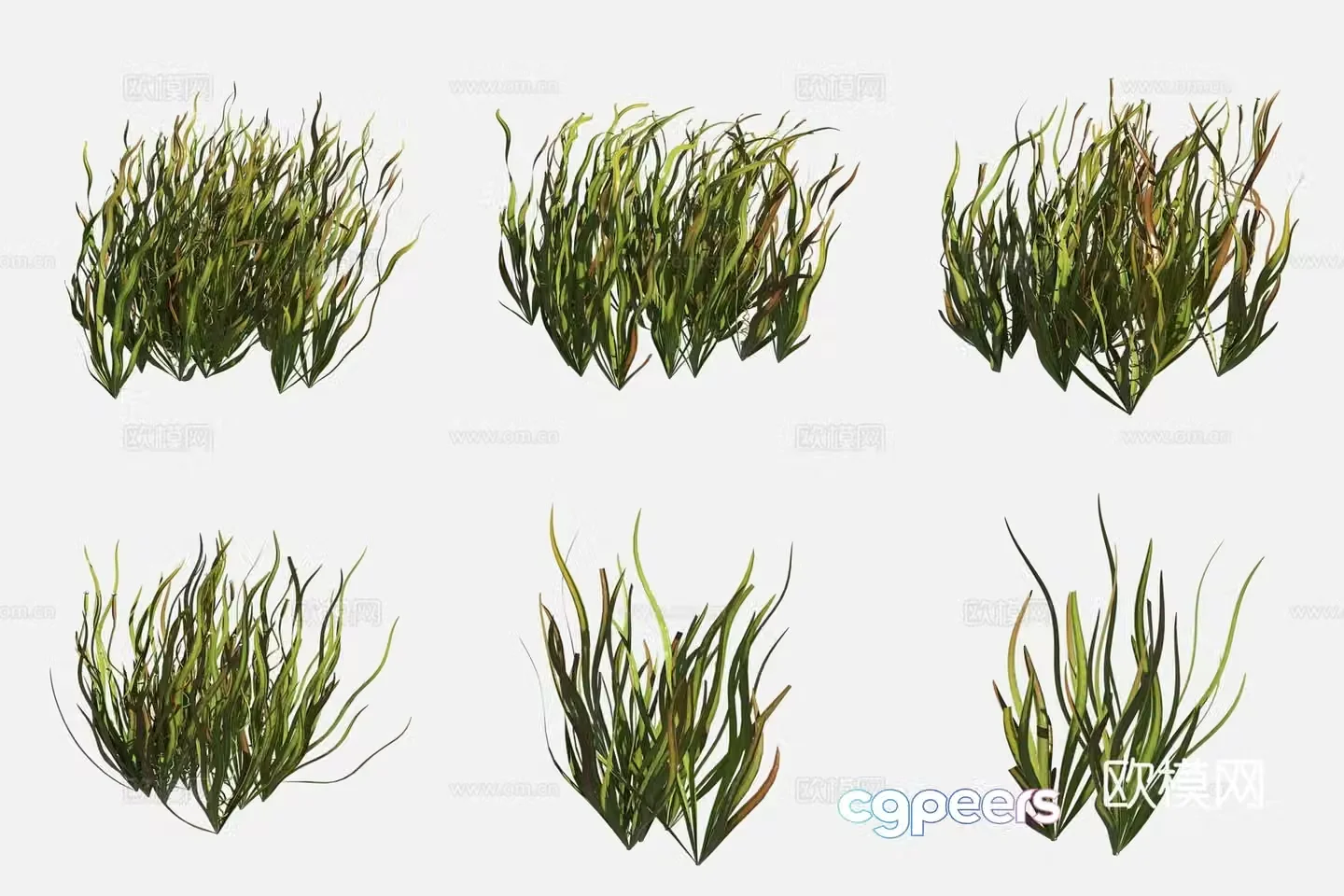American bitter grass marshland plants 3d model