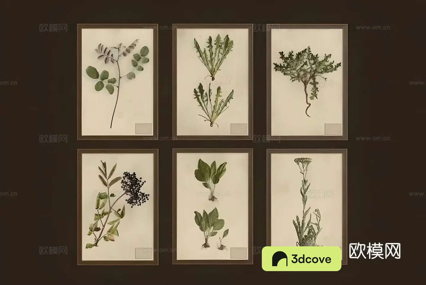 Plant specimen hanging painting decorative painting