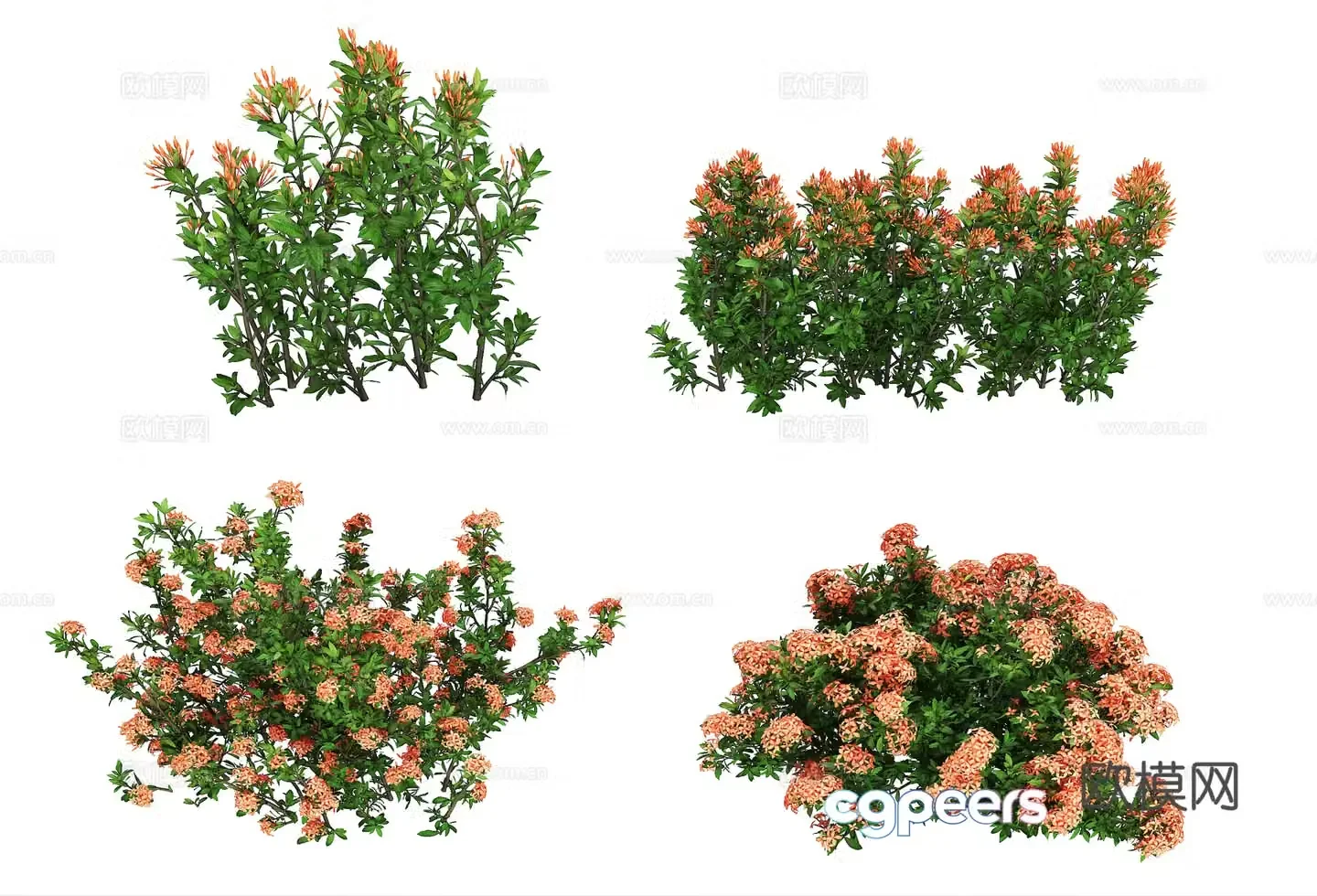 Modern Dragon Boat Flower 3D Model