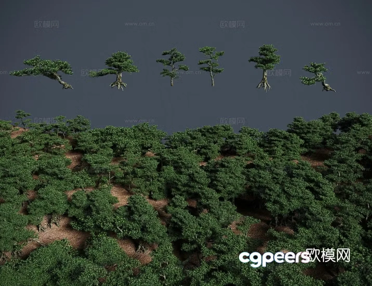 Modern landscape tree Polygonum bonsai shrub Eternal green Arhat pine earth pine money 3d model