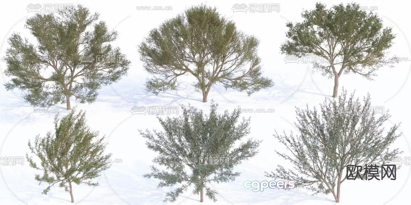 Landscape tree Street tree Ornamental tree Big tree 3D model