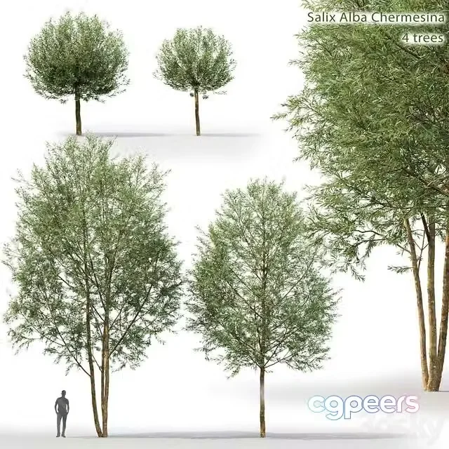 3ds Max Free – Willow (Salix Alba Chermesina) 4 trees