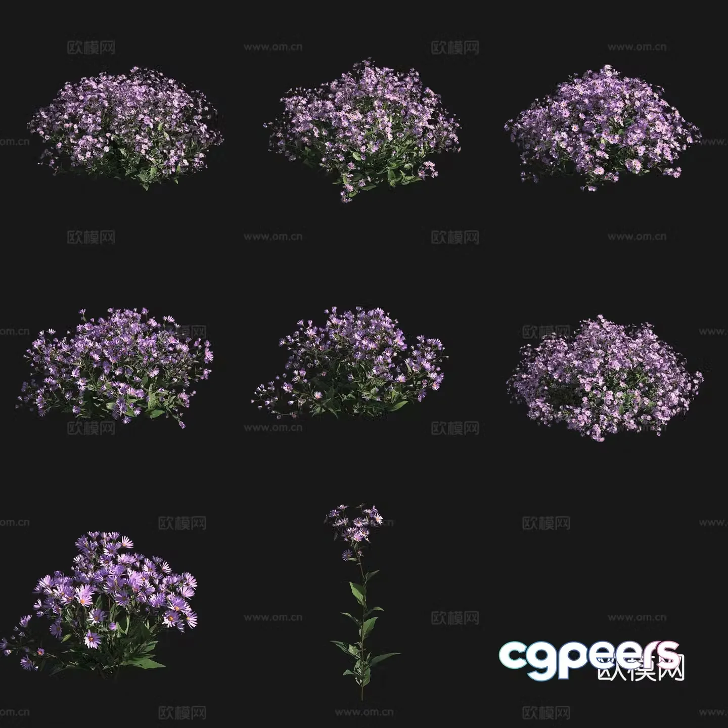 Three-vein aster flowers and plants shrubs 3D model