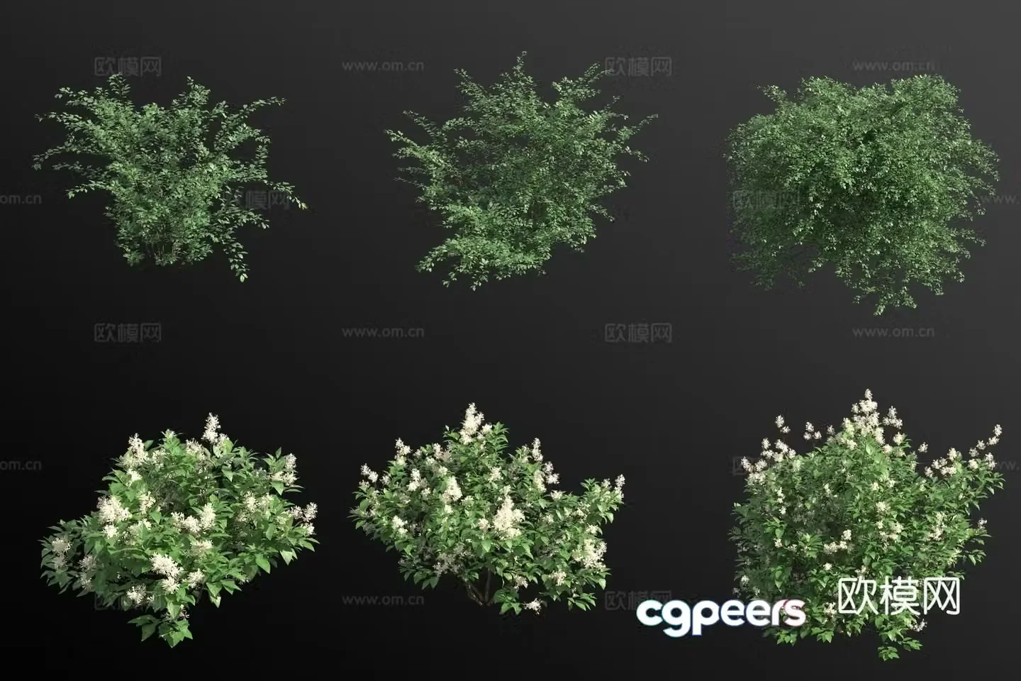 Southwestern Cotoneaster New Jersey Tea Shrub Flower Tree 3D Model