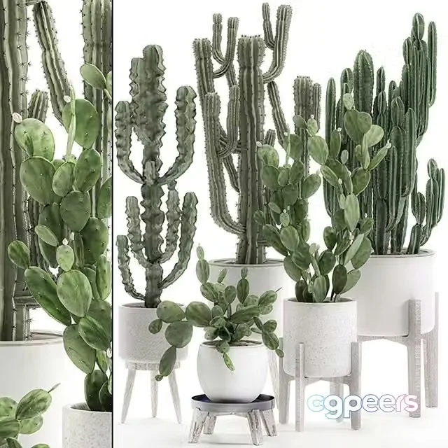 3ds Max Free – Collection of cacti in white pots Set 571
