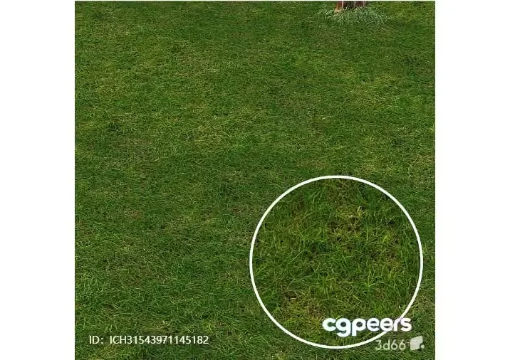 A Patch Of Green Grass 3D Model – 4551 – VRAY Render