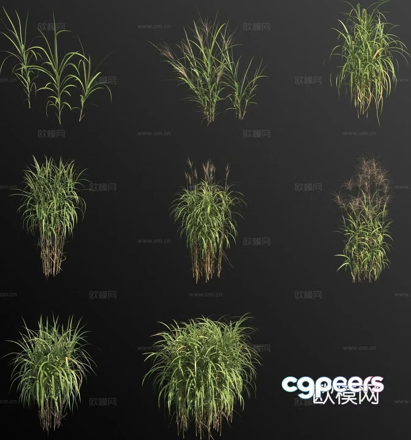Giant miscanthus flower and grass 3d model