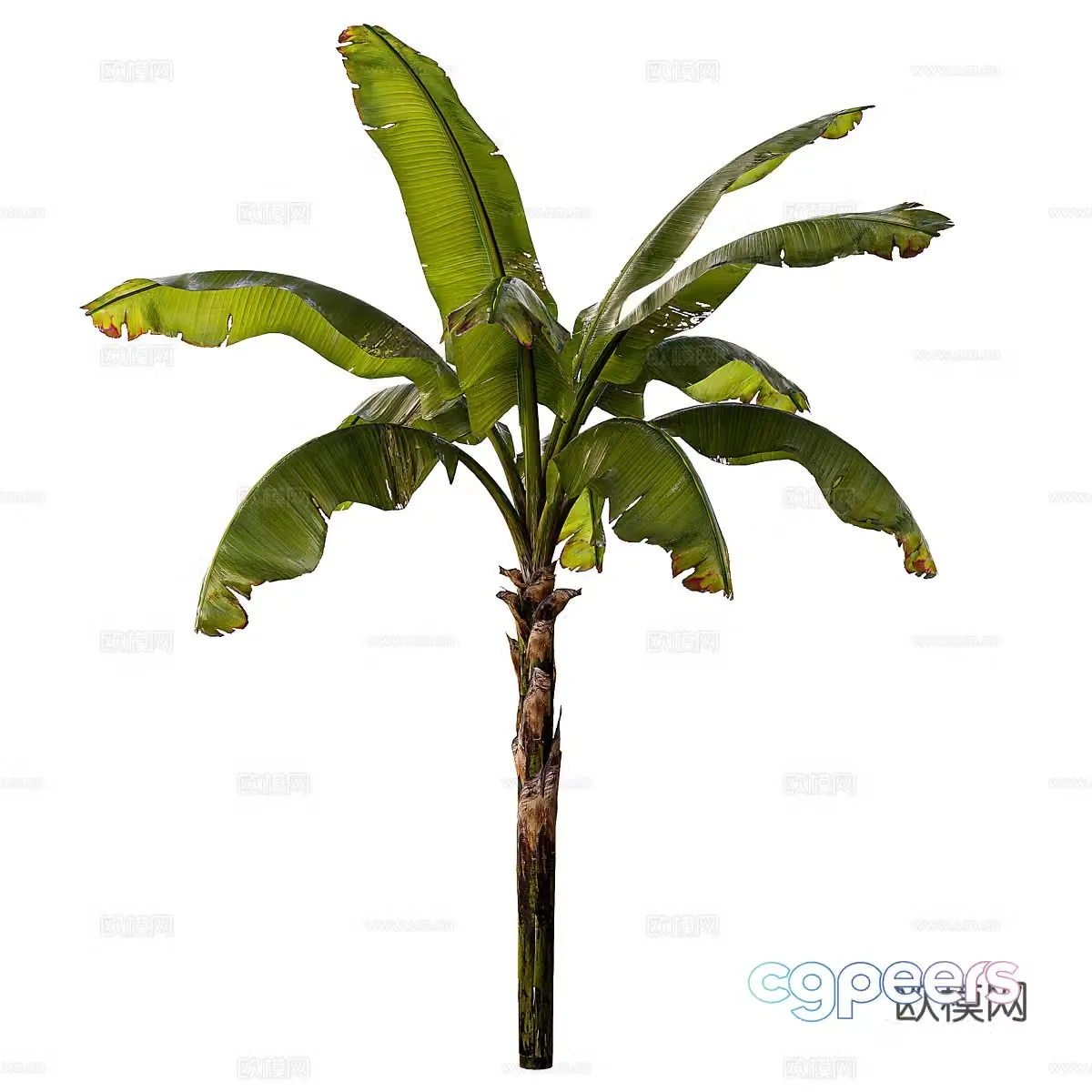 Banana palm tree 3d model