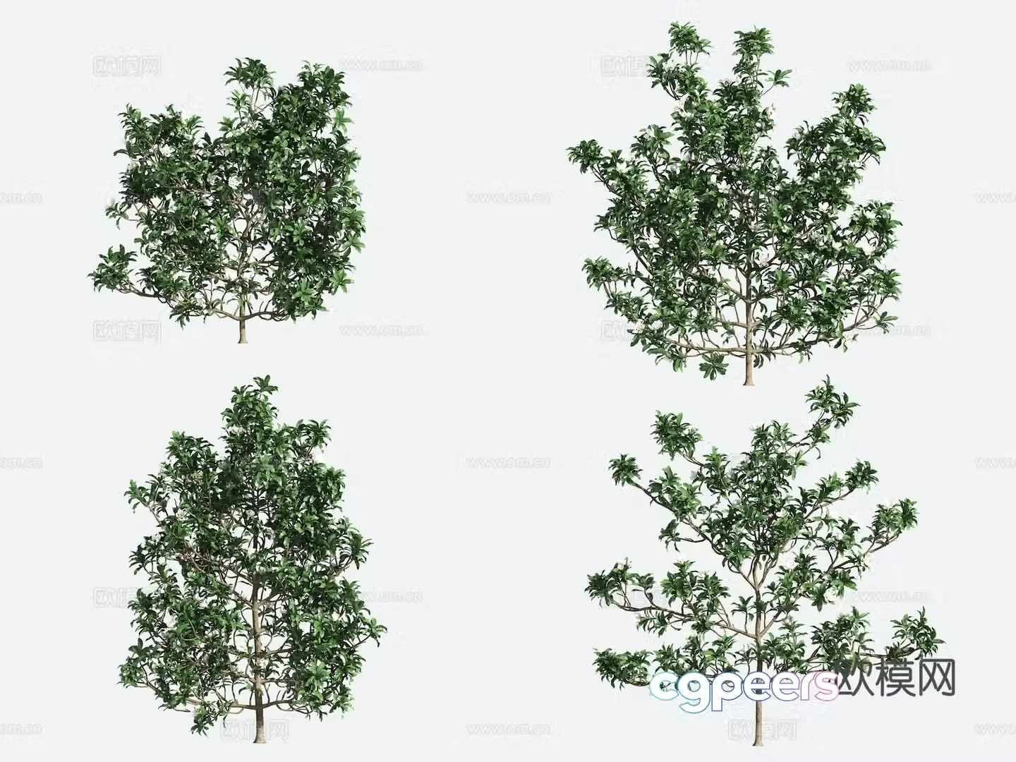 Ornamental Plant Modeling Tree Gardening 3D Model