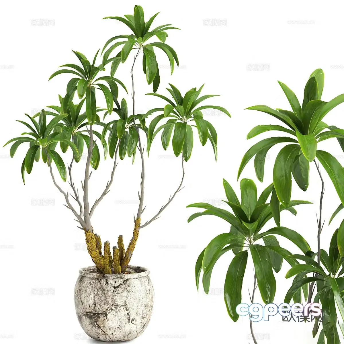 Wasabi green plant potted 3D model