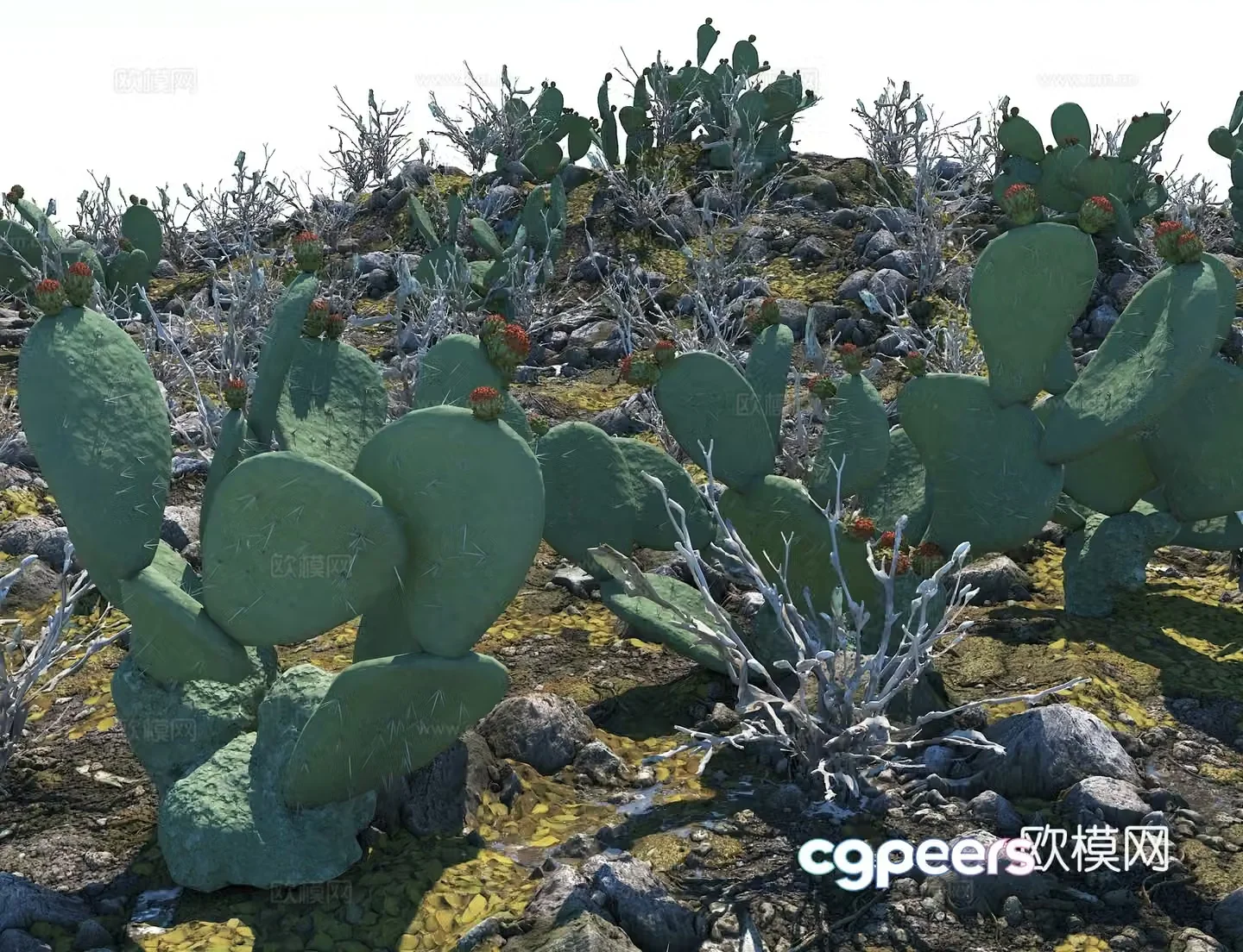Cactus Desert Gobi Desert Plant Tropical Plant 3D Model
