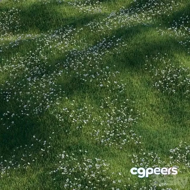 3ds Max Free – Grass with anemone flowers