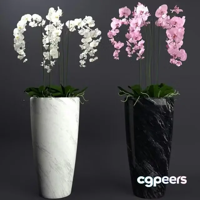 3ds Max Free – Orchid 4