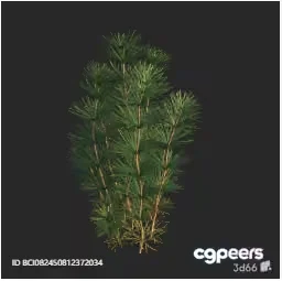 A Pine Tree Branch 3D Model – 5295 – VRAY Render
