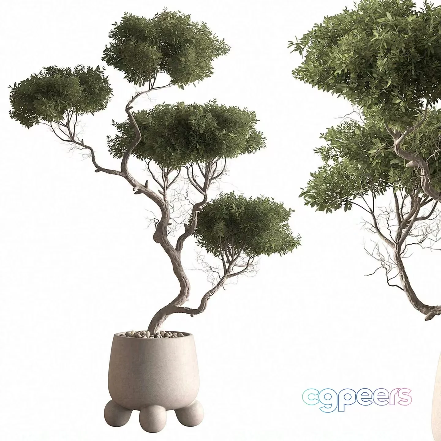 A Potted Tree With Green Leaves 3D Model – 21585 – VRAY Render