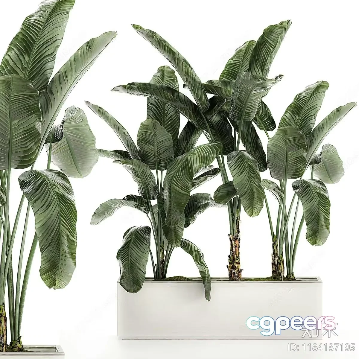 Modern Tropical Plants 3D Model – 7517 – VRAY Render