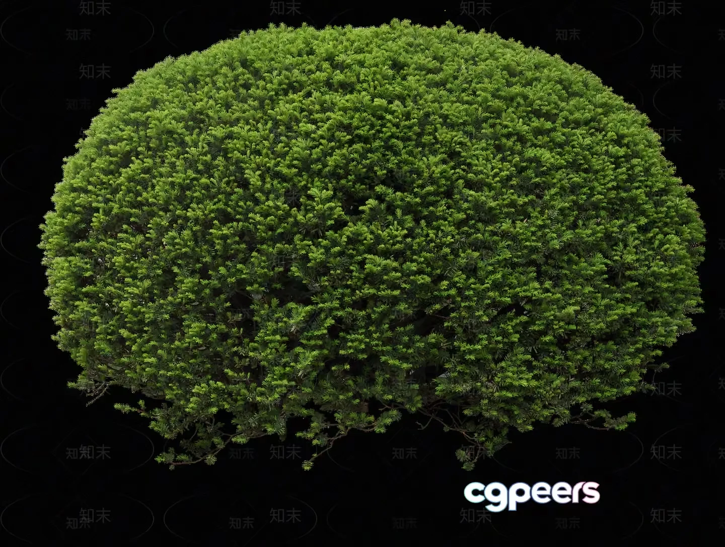 The Main Subject Is A Green Bush 3D Model – 15636 – VRAY Render