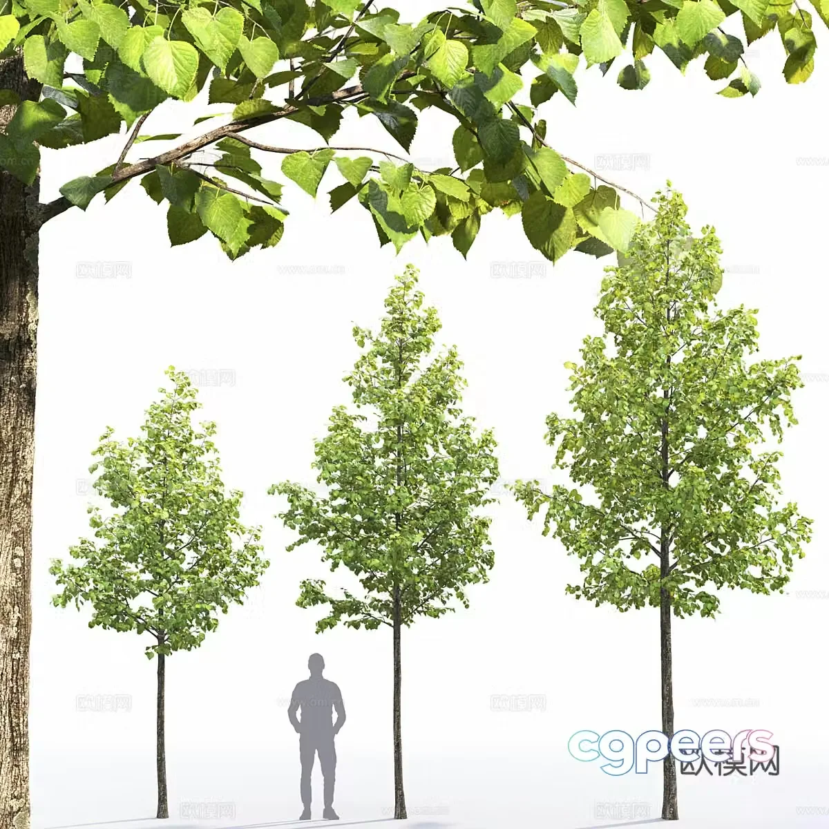 Linden tree 3d model