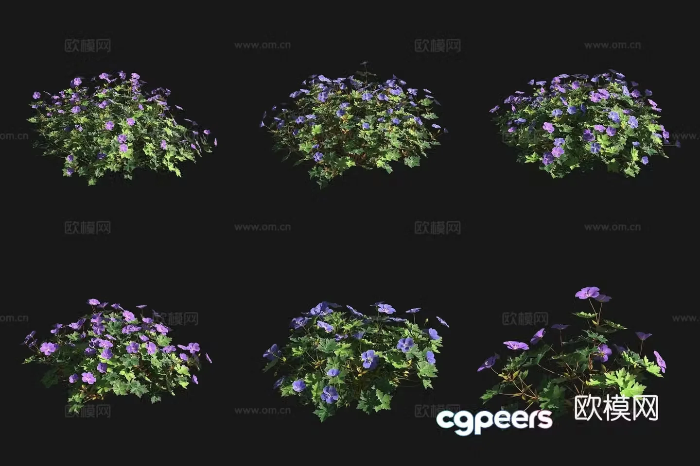 Geranium flowers and bushes 3d model