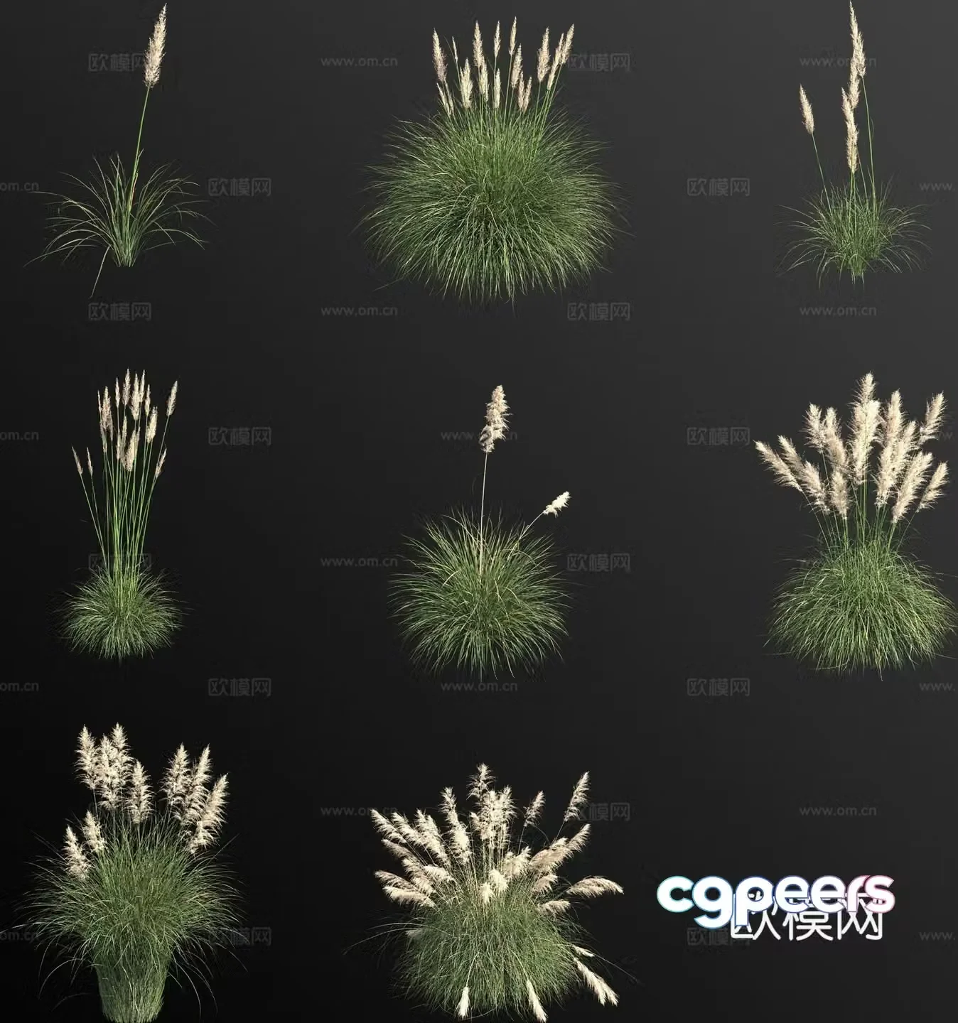 pampas grass grass weeds flowers 3d model