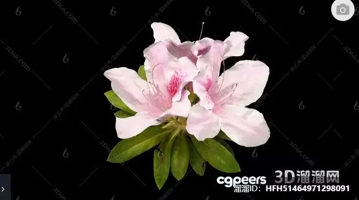 A White Flower With Pink Accents 3D Model – 6768 – VRAY Render
