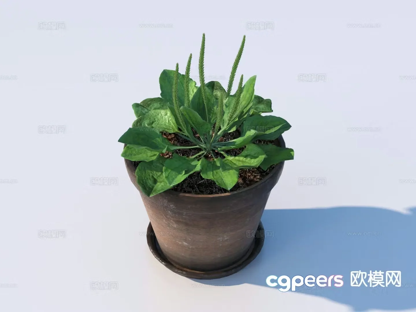 Flowerpot Green Plant Plant 3D Model