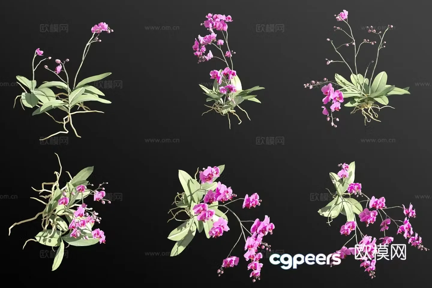 Peach colored butterfly orchid grass 3d model