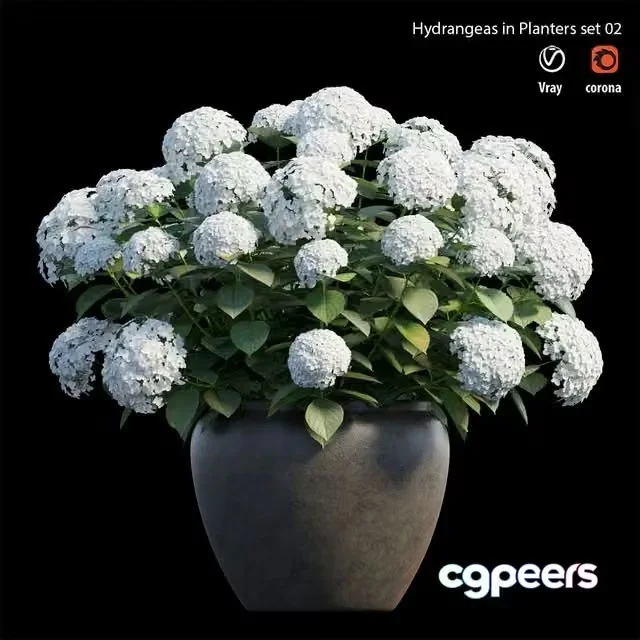 3ds Max Free – Hydrangea in planters set 02