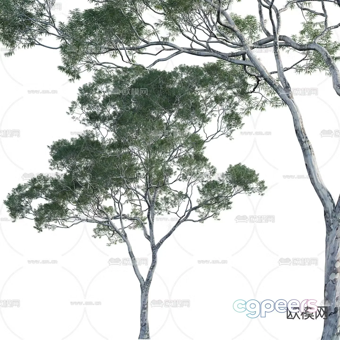 Big tree Eucalyptus landscape tree 3d model