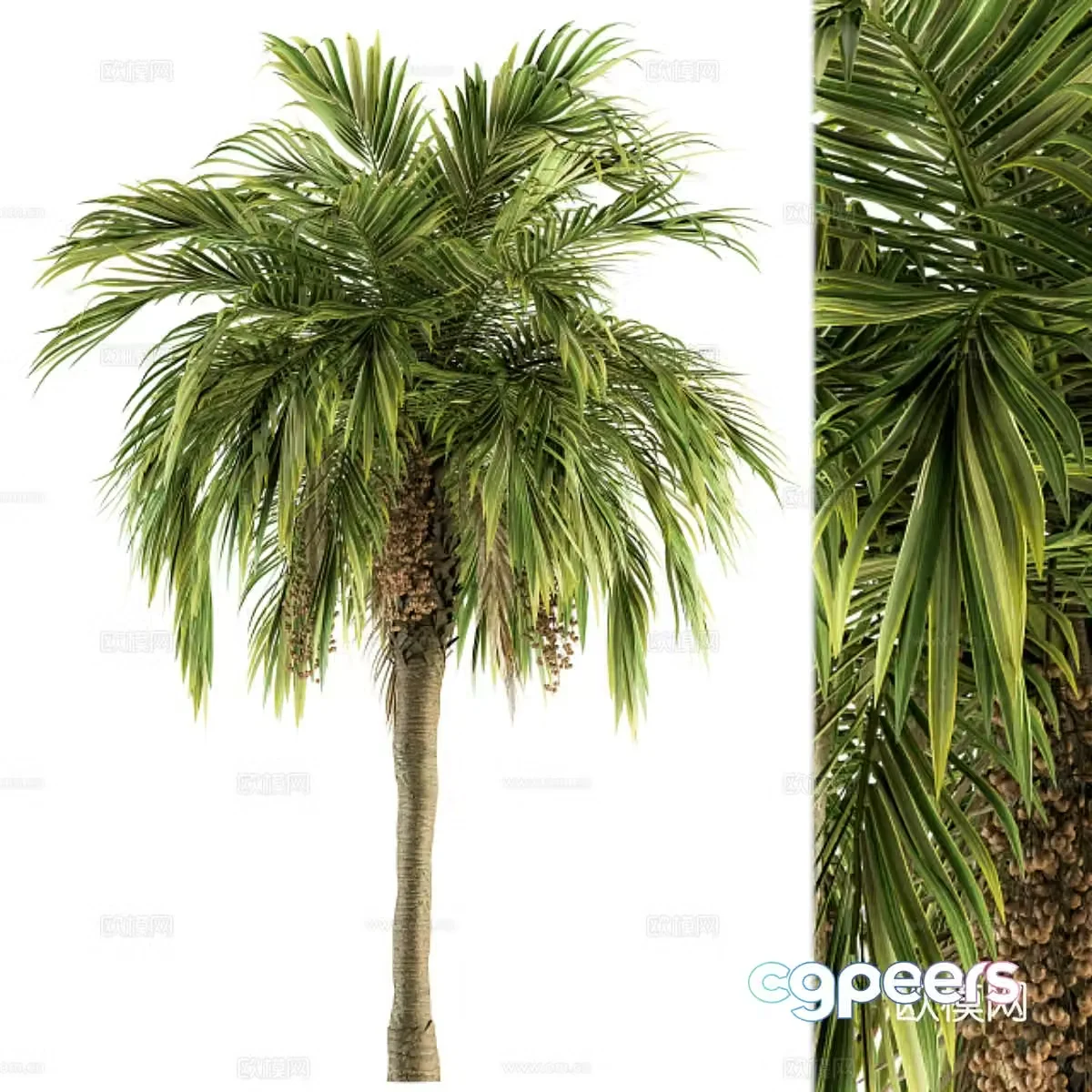 palm tree landscape tree 3d model