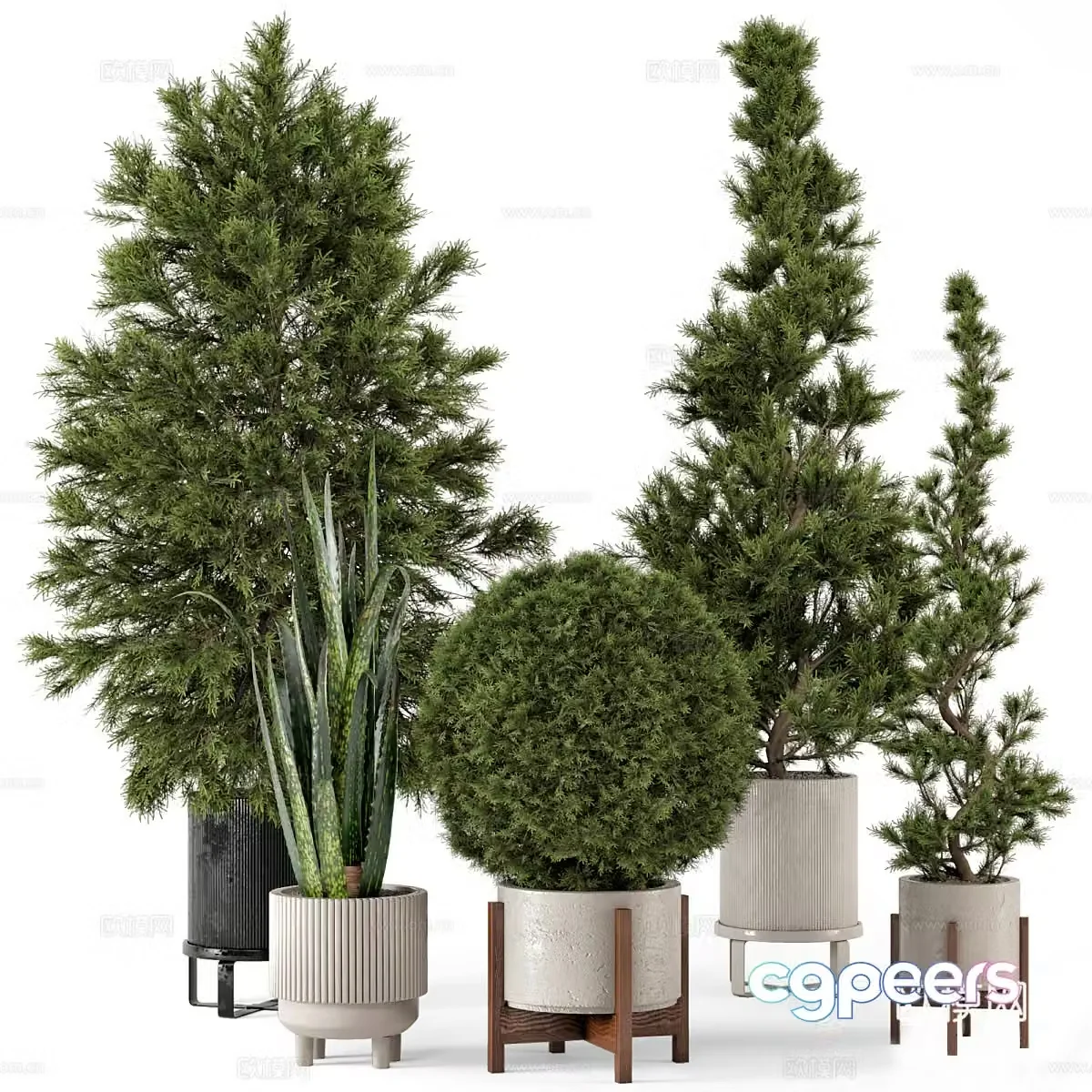 Shrub Pot Plant 3D Model