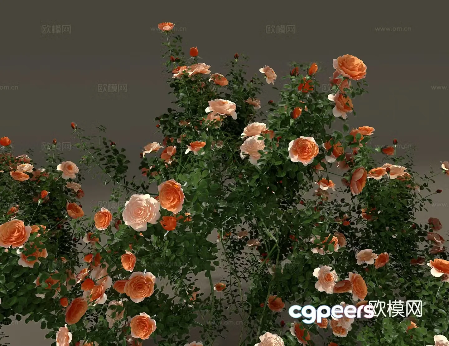 Rose rose 3d model
