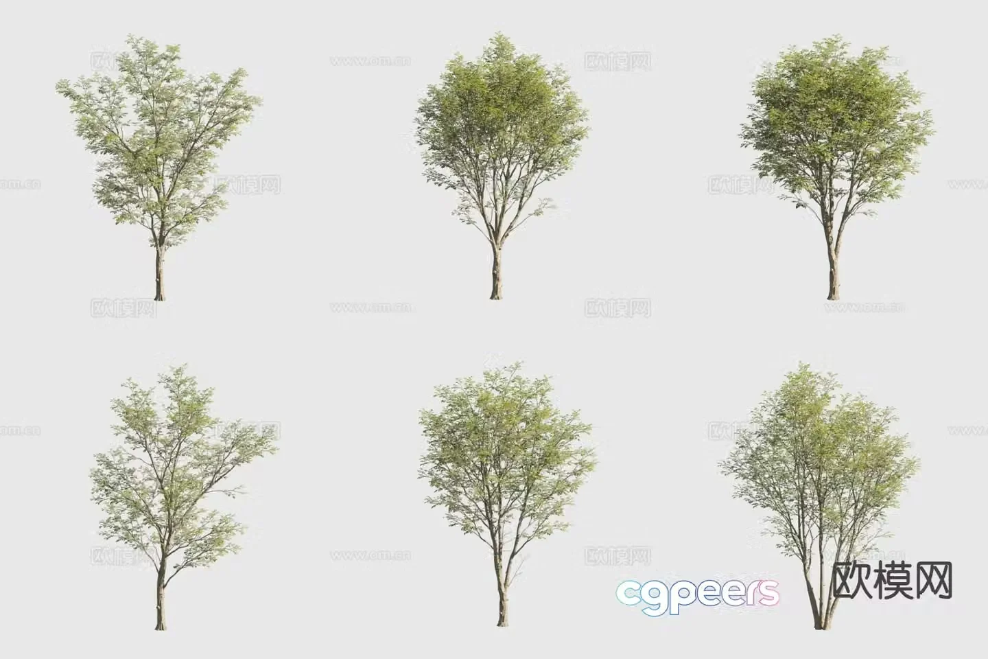 Green Tan Money Tree Landscape Tree 3D Model