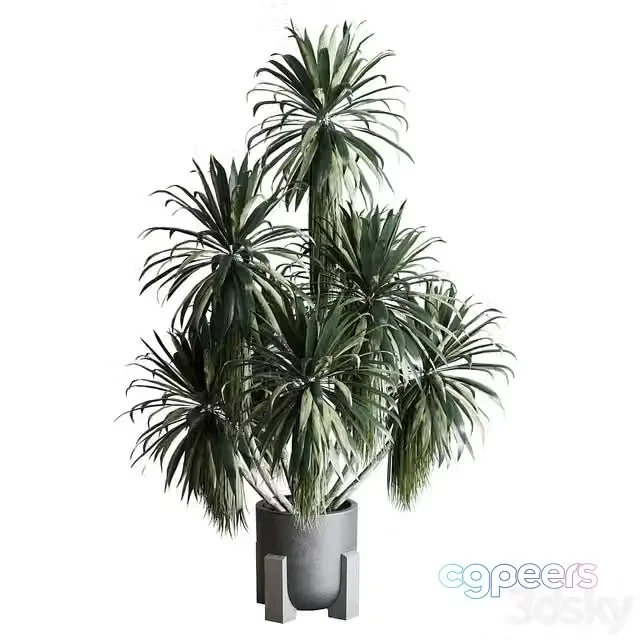 3ds Max Free – Palm plant in concrete dirt vase – Indoor plant 275