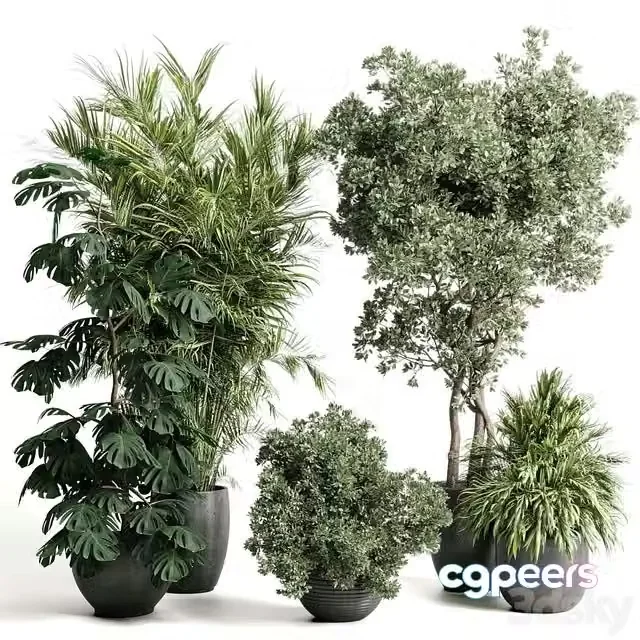 3ds Max Free – indoor plant set 452 plant bush monstera tree vase dirty concrete