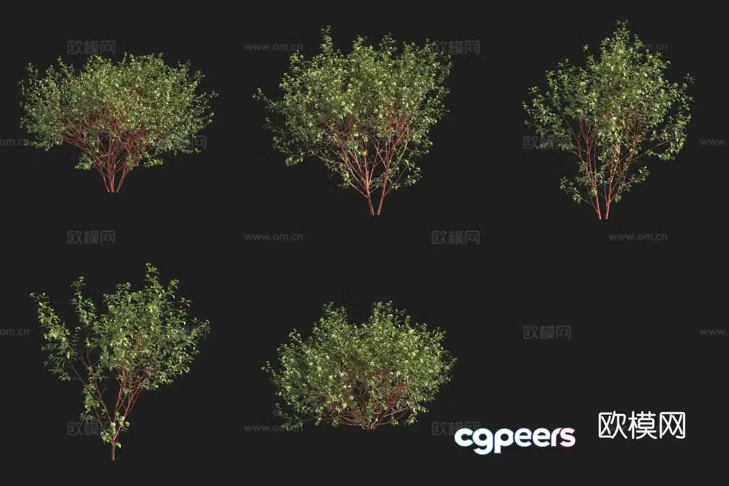 European red ripe wood shrub Swedish plant 3d model