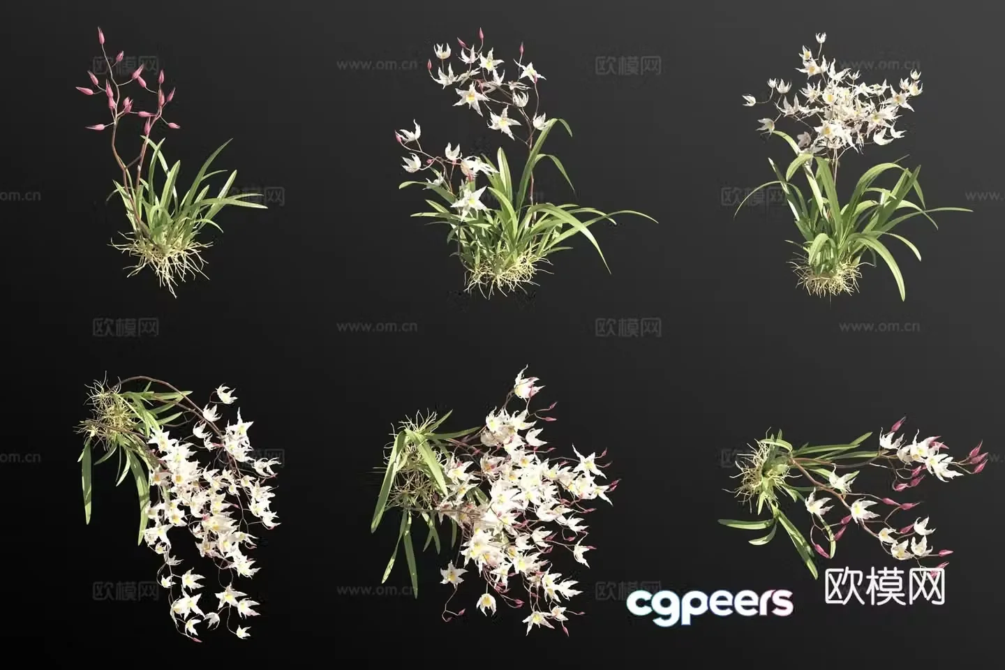 White toothed orchid grass 3d model