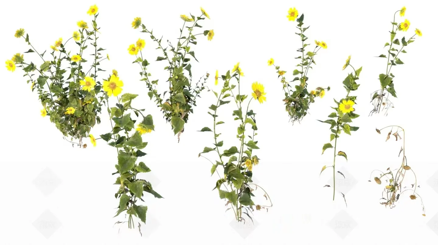 Yellow Flowers 3D Model – 14712 – VRAY Render