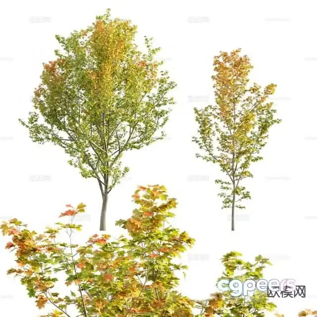 Modern autumn tree plant 3d model