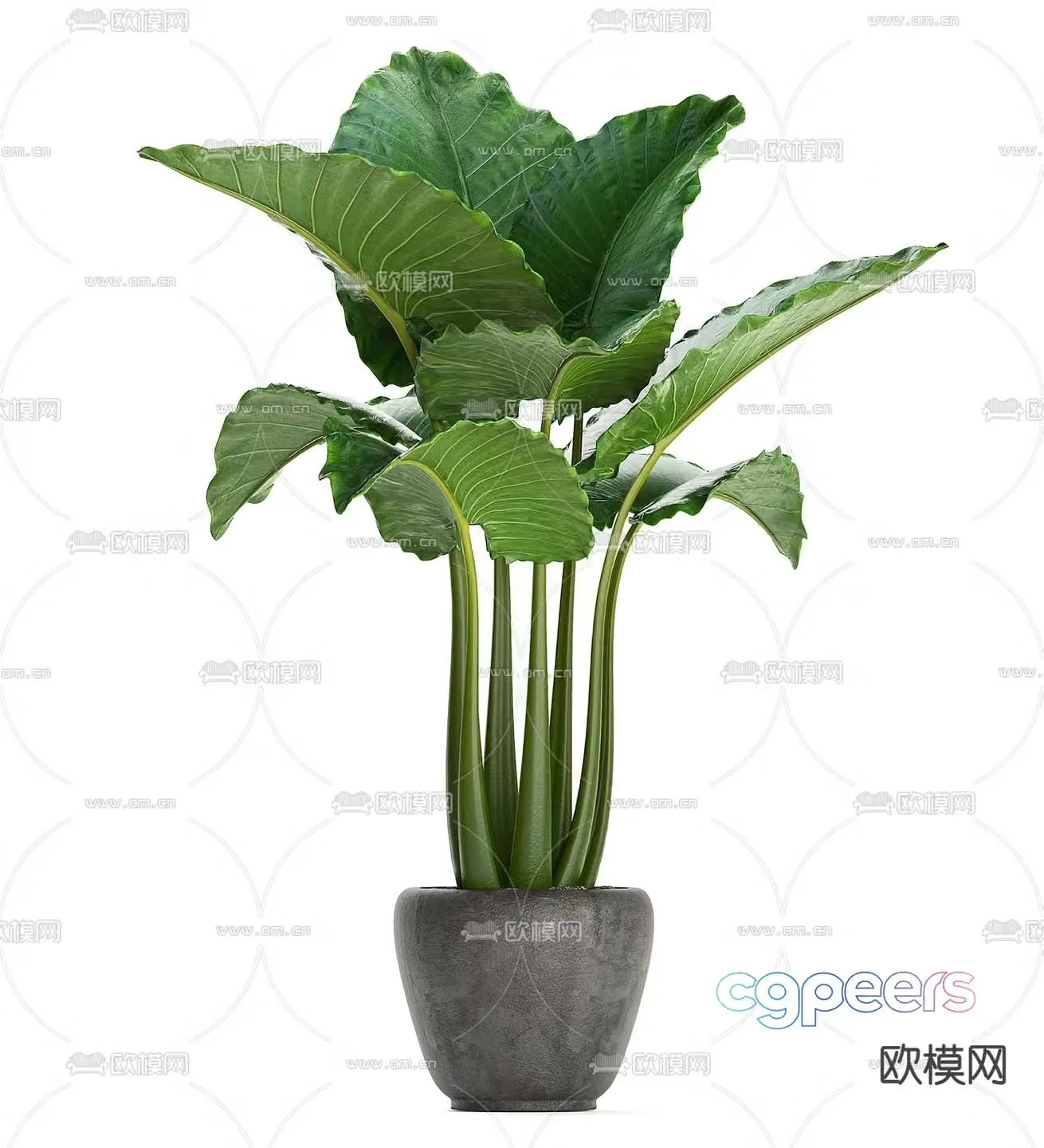 Green plants potted plants 3D model