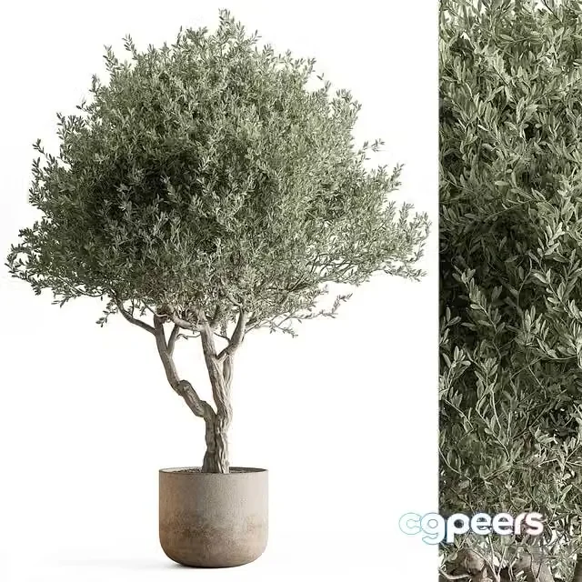 3ds Max Free – Indoor Plant 652 -Tree in Pot