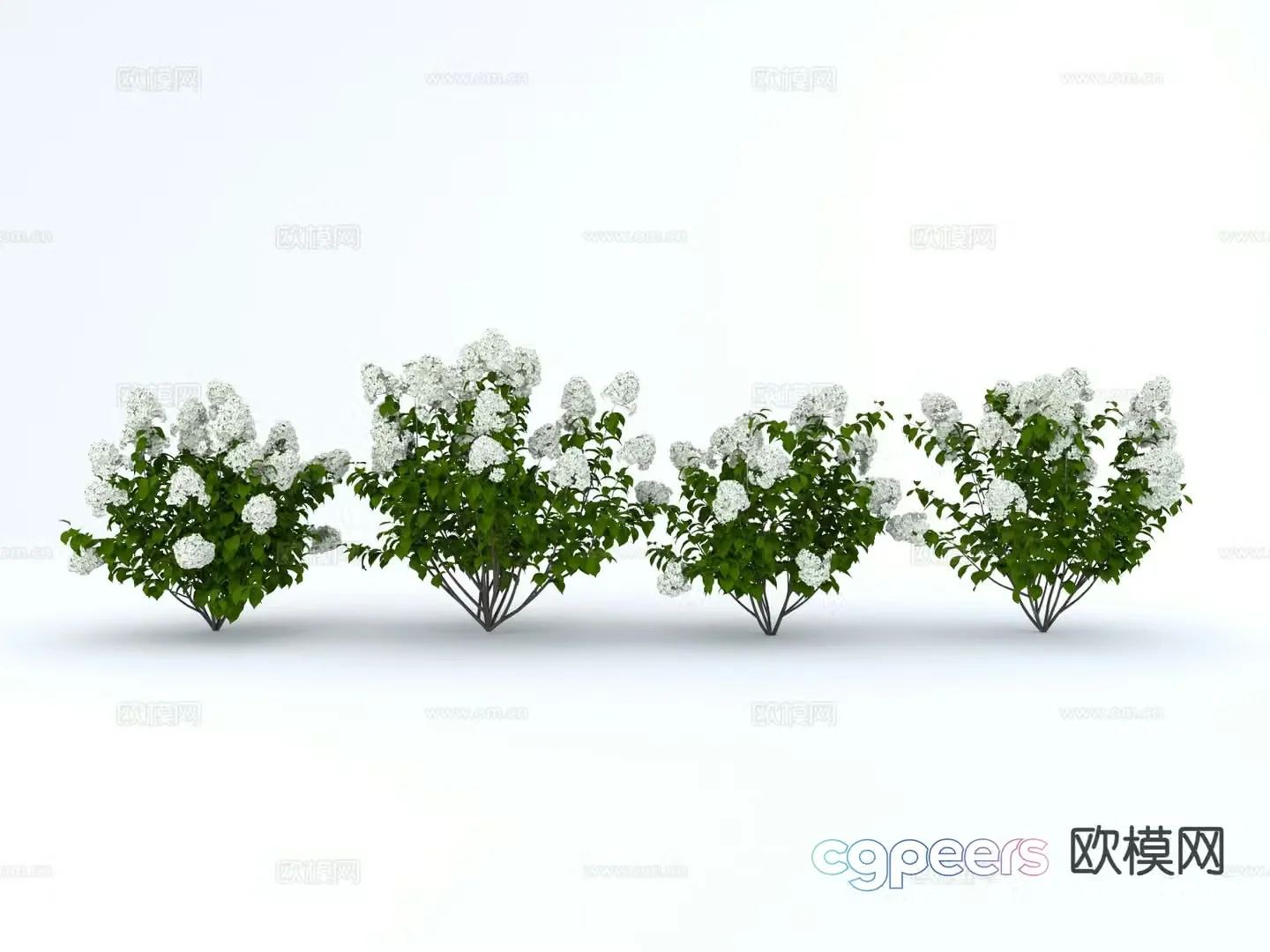 Celestial flowers White hydrangea terrace flowers 3d model