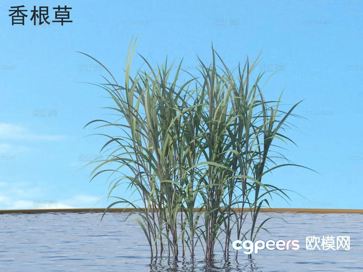 Vetiver Flowers Grass and Shrubs Plants 3D Model