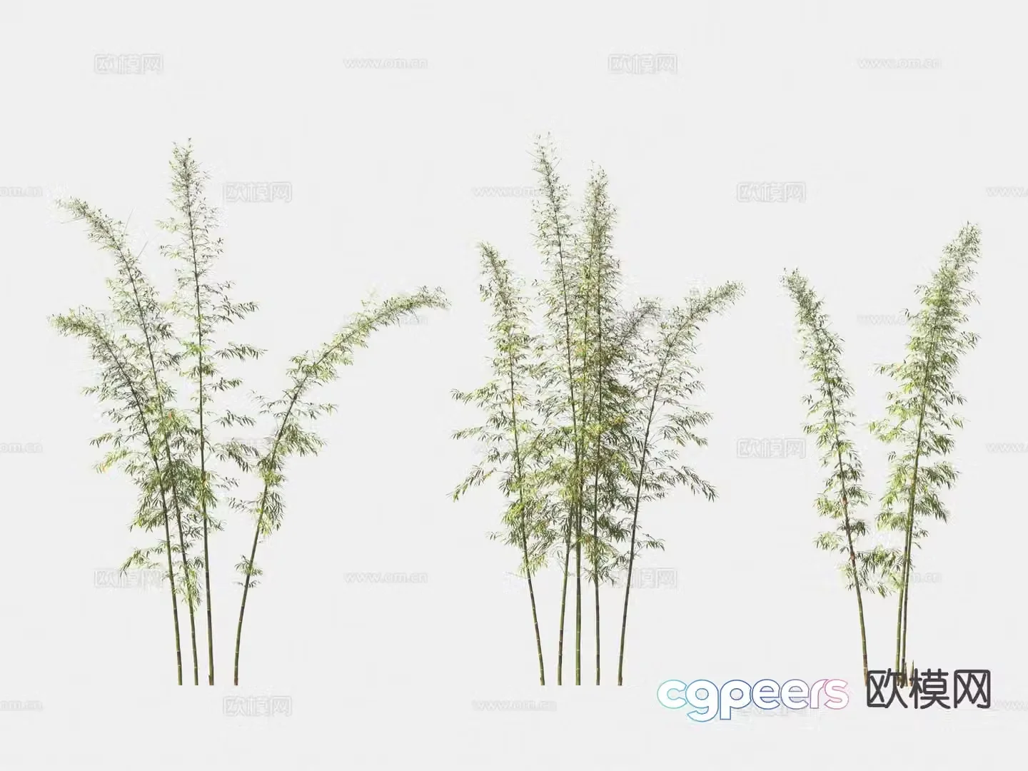 Bamboo Ornamental bamboo 3d model