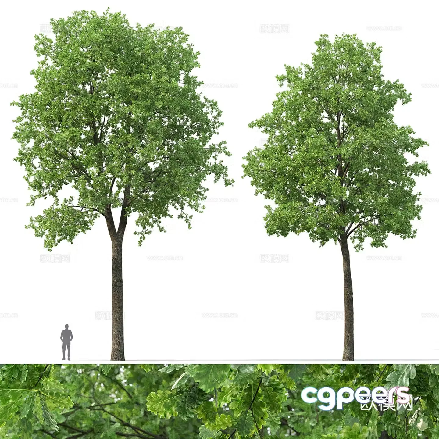 Oak Landscape Tree 3d model