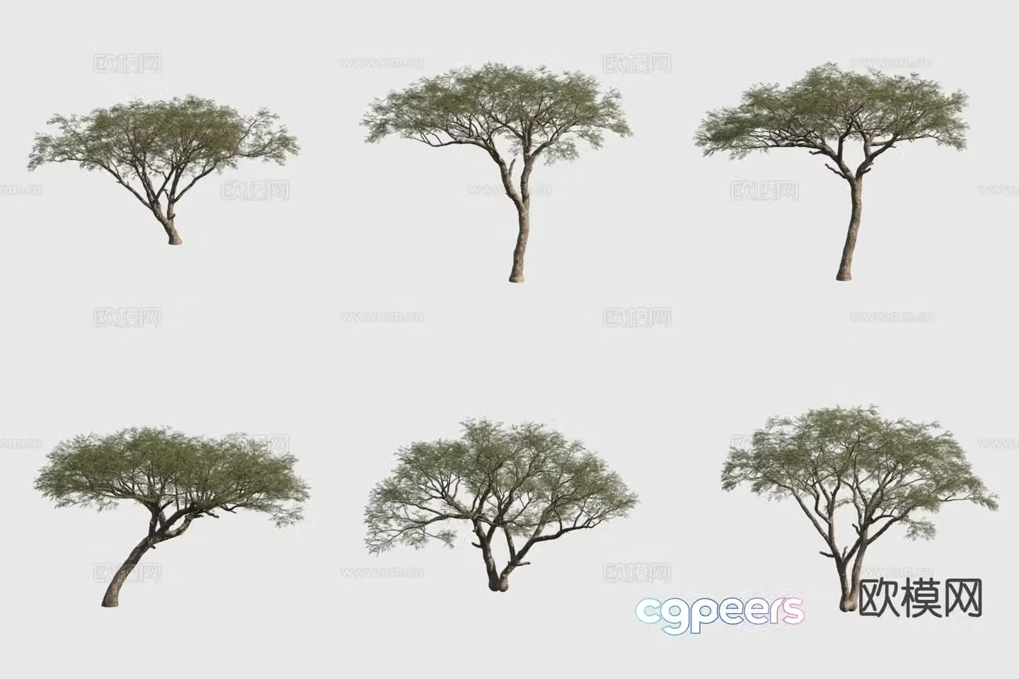 Arabic Acacia Tree 3D Model
