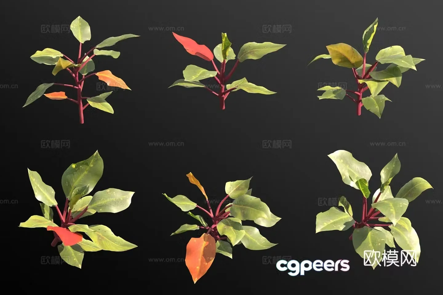 Ruby philodendron green plant flowers and plants 3d model